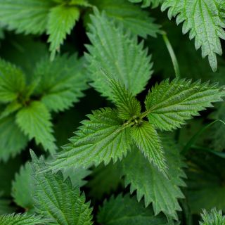 Extract de rădăcină de urzică